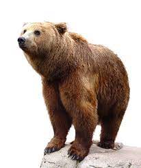Free Image On Pixabay Wild Brown Bear Nature Animal Bear Stuffed Animal Bear Pictures Grizzly Bear