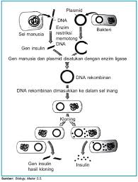 Langkah dasar untuk membuat rekombinasi dna / kloning dna. Artikel Contoh Jenis Macam Macam Produk Bioteknologi