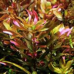 Image result for Rotala fontinalis