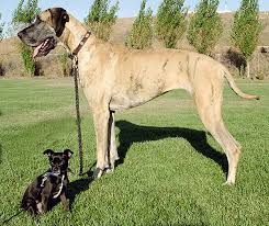 Image result for big dog