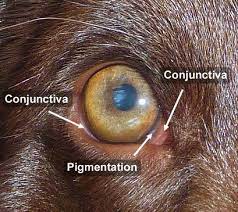 My Pet Injured Its Eye Greenside Animal Hospital Greenside Animal Hospital