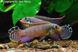 Fishbook Photos From Fishbook S Post Freshwater Fish Aquarium Fish Cichlid Fish
