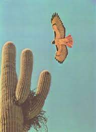 Sabino canyon was carved out by sabino creek which flows with water intermittently during the year. 170 Photography Ideas Photography Photo Modern Photo Book
