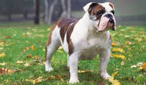 All dog breeds shed, a dog has a winter coat and a summer coat, and hair is lost because of this. Bulldog Dog Breed Information