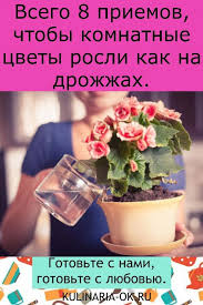 какие цветы можно вырастить дома из семян к 8 марта Moi Vkusnyashki V 2020 G S Izobrazheniyami Komnatnye Cvety Cvety Malenkie Ogorody