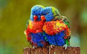 Check spelling or type a new query. Top 20 Most Beautiful Birds In The World Pictures Pickytop