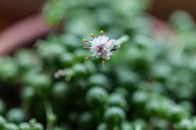 Random species in random quantities. 15 Plants That Bloom Indoors In Winter Homestead Brooklyn