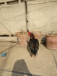 Discover short videos related to aseel murga lover on tiktok. Aseel Murga Pakistan Ø§Ù„ØµÙØ­Ø© Ø§Ù„Ø±Ø¦ÙŠØ³ÙŠØ© ÙÙŠØ³Ø¨ÙˆÙƒ