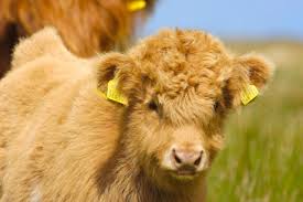 Model rambut model rambut pria dan wanita modern. 12 Hewan Dengan Potongan Rambut Edgy Bisa Cakep Gitu Jadi Kelihatan Lebih Lucu Dan Menggemaskan