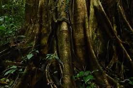 If you don't have private transport then you will need to bring in all. Top Destinations Africa Activity Kuching Kubah National