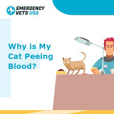 If you suspect a problem. Why Is My Cat Peeing Blood What To Do About Blood In Cat Urine