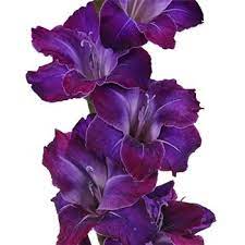 Gladiolus Deep Purple Flower Fiftyflowers Com Gladiolus Flower Purple Flowers Gladiolus Flower Tattoos