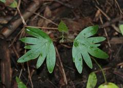 Image result for Chamaeclitandra henriquesiana