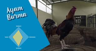 Log on to manage your online trading and online banking. Trah Ayam Jago Terbaik Menurut N3kad Rooster Farm 2019 Club Adu Ayam