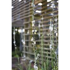 Image result for Chlorophytum bowkeri