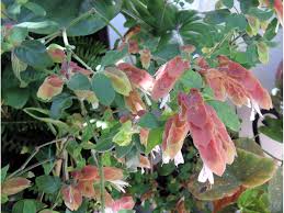 Image result for Justicia sp. A cf. engleriana