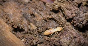 Cockroaches, flies, and other nasty pests. Termite Bites How To Prevent And Treat It Properly Pest Wiki