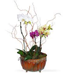 We did not find results for: Evanston Hospital Get Well Flowers Plants And Gifts Sun Flower Gallery