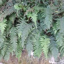 Image result for Christella friesii