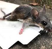 How to Release a Mouse From a Glue Trap.
