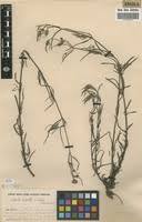 Image result for Aspilia mendoncae