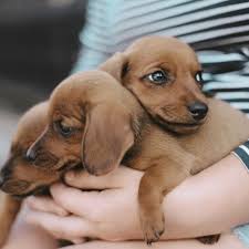 This beautiful 3d picture of a puppy and kitten would be a stunning addition to any home. Puppy Kitten Vet In Central Valley