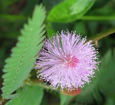 Image result for Mimosa pudica