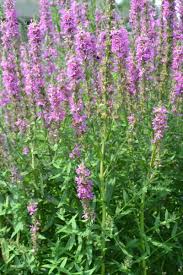 Image result for Lythrum rotundifolium