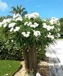 Image result for Pachycarpus eximius