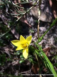 Image result for Romulea camerooniana