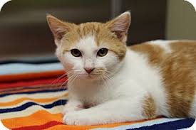 Search 341 babysitters in marietta, ga. Marietta Ga Domestic Shorthair Meet Doc A Kitten For Adoption Kitten Adoption Cat Adoption Pet Adoption