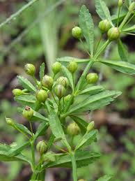 Image result for Scoparia dulcis