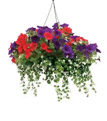 It's so pretty trailing down the sides of the baskets. Mom Will Love These Colorful Hanging Baskets And So Will The Hummingbirds The Seattle Times