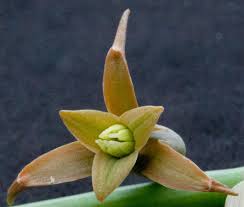 Image result for Dipcadi vaginatum