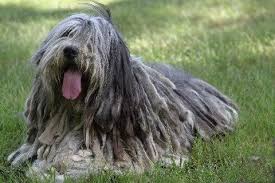 Image result for Komondor