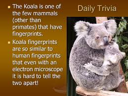As of oct 26 21. Daily Trivia The Koala Is One Of The Few Mammals Other Than Primates That Have Fingerprints The Koala Is One Of The Few Mammals Other Than Primates Ppt Download