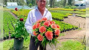 Nombra a una variedad de flor de Dalia, como Beatriz, en honor a la esposa  de AMLO, Beatriz Gutiérrez Müller