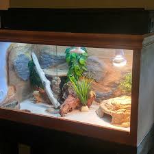 Visit our website to know more about bearded dragon tips: Bearded Dragon Habitat Ryobi Nation Projects