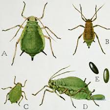 Eggs tend to be concentrated on a few trees in a planting. Aphids Suffolk Fruit And Trees The Fruit Tree Specialists
