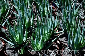 Aloe succulents are expedited to make sure they arrive healthy and in a timely manner, these plants are very tolerant. Blue Elf Aloe Orange County Succulents Plant Blog