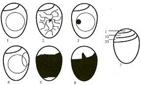 candling eggs to assess fertility and embryo development