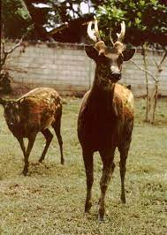 They are usually found in small groups with fewer than eight individuals. Adw Rusa Alfredi Information