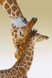 Mommy Giraffe And Baby Giraffe Pictures Cute Baby Animals Baby Animals