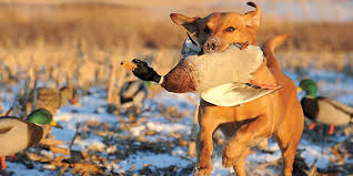 Maybe you would like to learn more about one of these? The History Of The Retriever