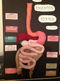 Nicole Sewed The Digestive System Digestive System Project Digestive System Activities Digestive System Lessons