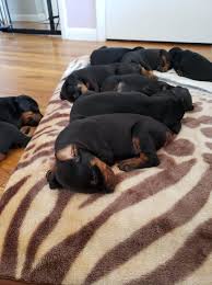If you are looking for puppies for sale or a particular stud dog in your area you can also check our puppies for sale and stud dog sections we provide a free lising service for doberman pinscher breeders to advertise their puppies in chicago, joliet, springfield, peoria and anywhere else in illinois. Czukiewski Daring Doberman Home Facebook