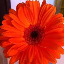 Troppo cerebrale per capire che si può star bene senza complicare il pane , ci si spalma sopra un bel giretto letra. Laura Dona On Twitter Samuele Bersani Giudizi Universali Http T Co 5s91ctavlf