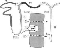 Mechanism Of Action Of Amiloride Effect On Renal Calcium Transport Ascending Limb