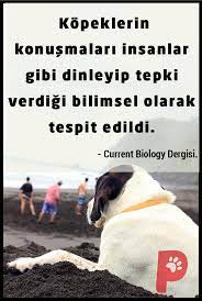 kopeklerin idrak sureci insanlarinki gibidir kopek kopeksever patiaski kopek kedi kopek kedi
