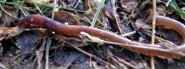 Mild cases of ascariasis usually don't cause complications. Earthworms Backyard Buddies